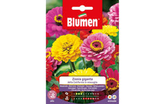 Blumen | SAMEN MAUSER Riesenzinnie California Mix