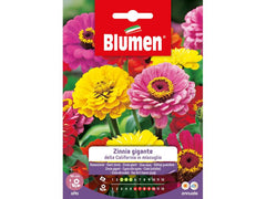 Blumen | SAMEN MAUSER Riesenzinnie California Mix