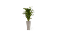 Ecopots | Amsterdam High | Robuster und langlebiger Blumentopf