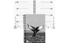 Biella Schüleragenda 2026/27 Whale