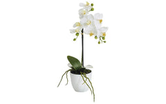 Botanic-Haus Phalenopsis Topf, 1 Rispe