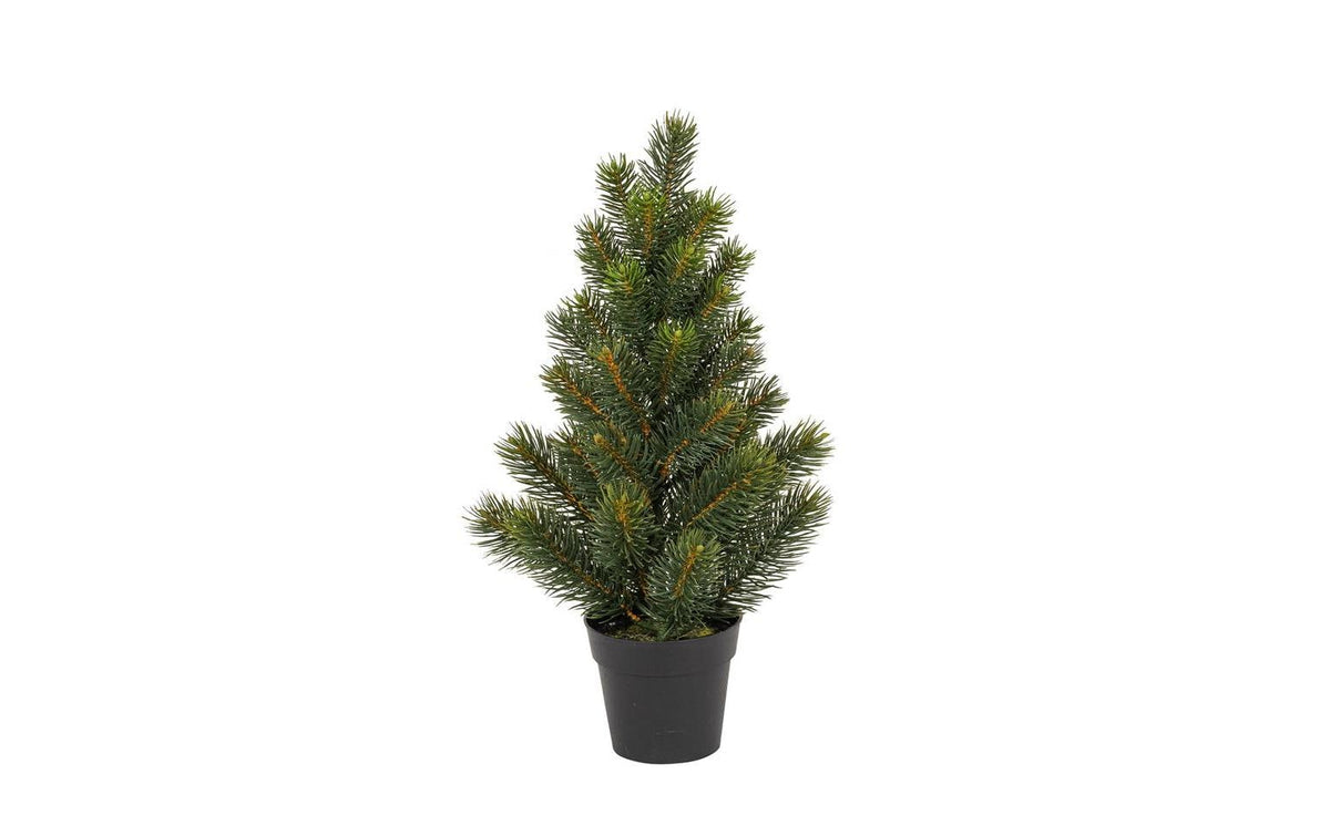Botanic-Haus Tannenbaum im Topf