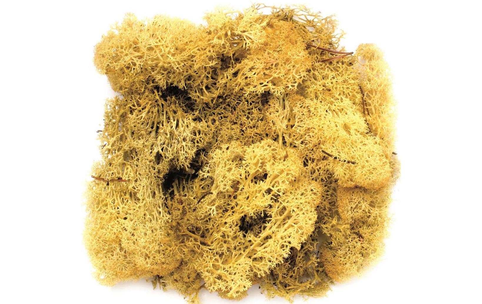 Glorex Islandmoos 50g