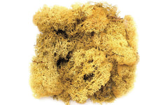 Glorex Islandmoos 50g