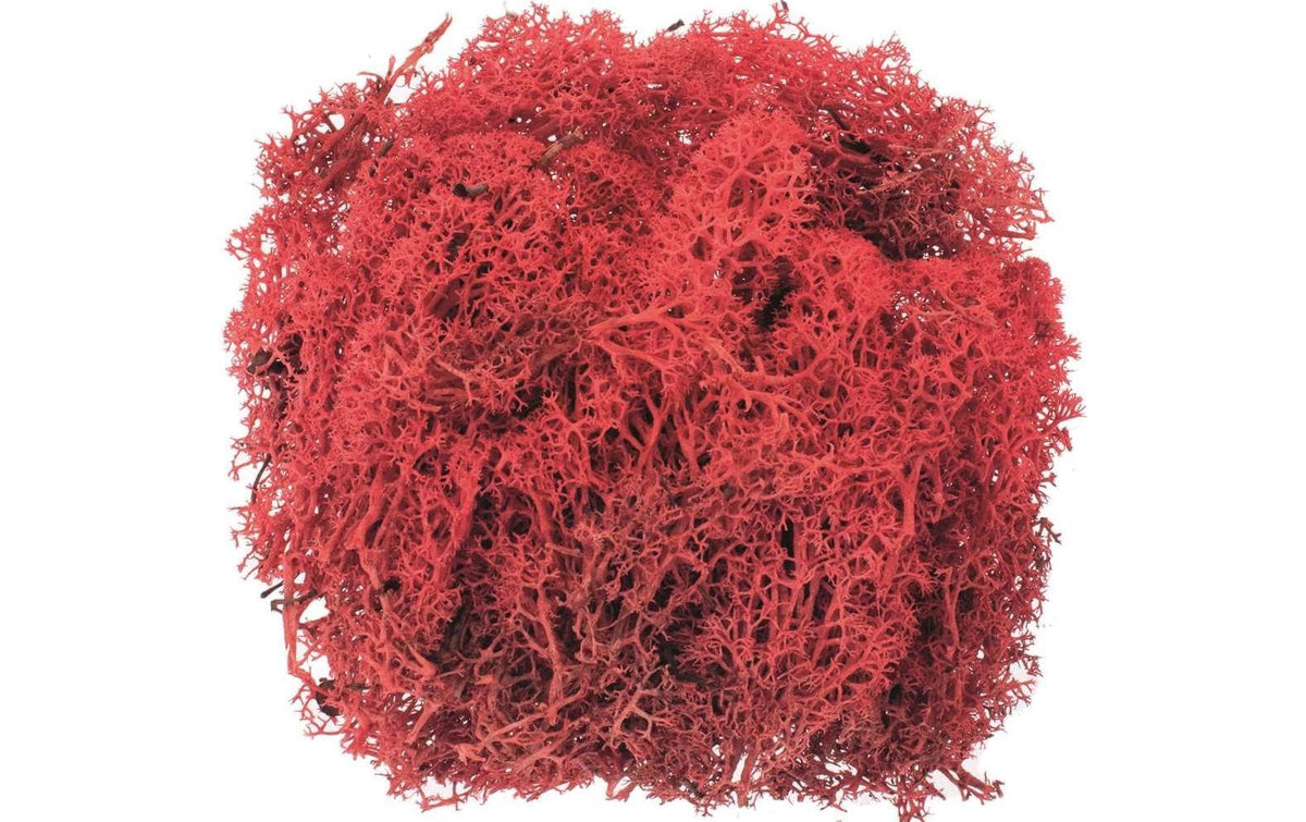 Glorex Islandmoos 50g