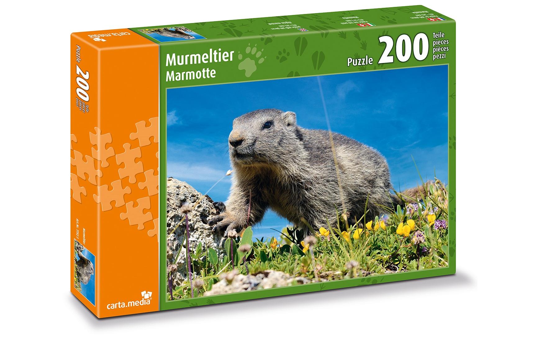 Murmeltier auf Alpwiese