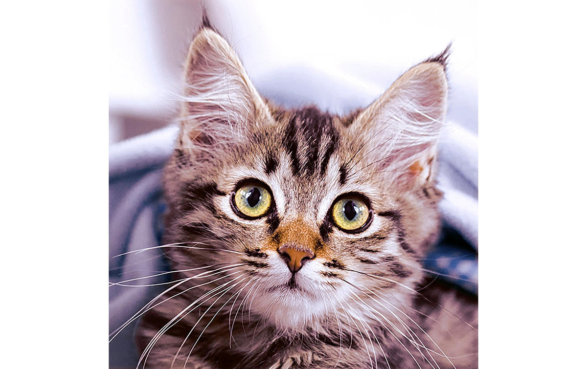 Paper + Design Servietten Cute Kitten