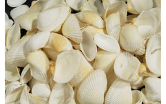 Ambiance Muscheln Weiss in Beutel