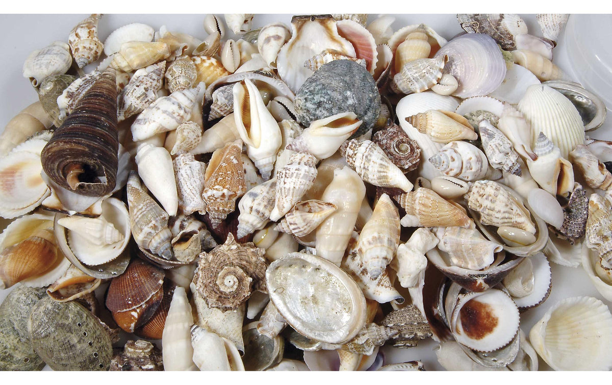 Ambiance Muscheln Natur in Beutel