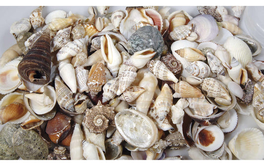 Ambiance Muscheln Natur in Beutel
