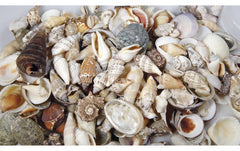 Ambiance Muscheln Natur in Beutel