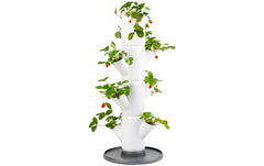 Gusta Garden | Aufzuchttöpfe SISSI STRAWBERRY | Starterset, Weiss