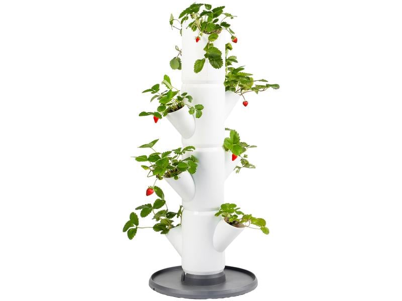 Gusta Garden | Aufzuchttöpfe SISSI STRAWBERRY | Starterset, Weiss