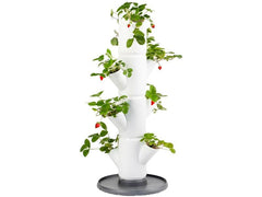 Gusta Garden | Aufzuchttöpfe SISSI STRAWBERRY | Starterset, Weiss