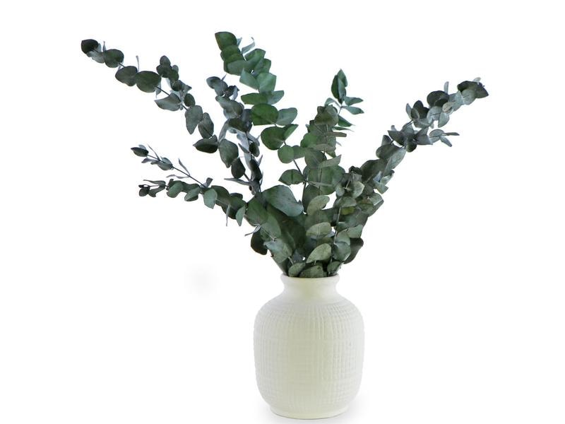 Soli Collection | Eukalyptus | L: 40-55cm