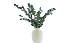 Soli Collection | Eukalyptus | L: 40-55cm