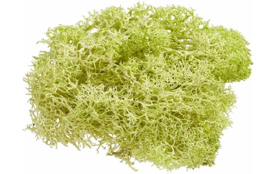 Hobbyfun Mini-Garten Islandmoos hellgrün