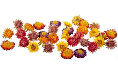 Dekomat Strohblüten, Herbstfarben, 36 Stück
