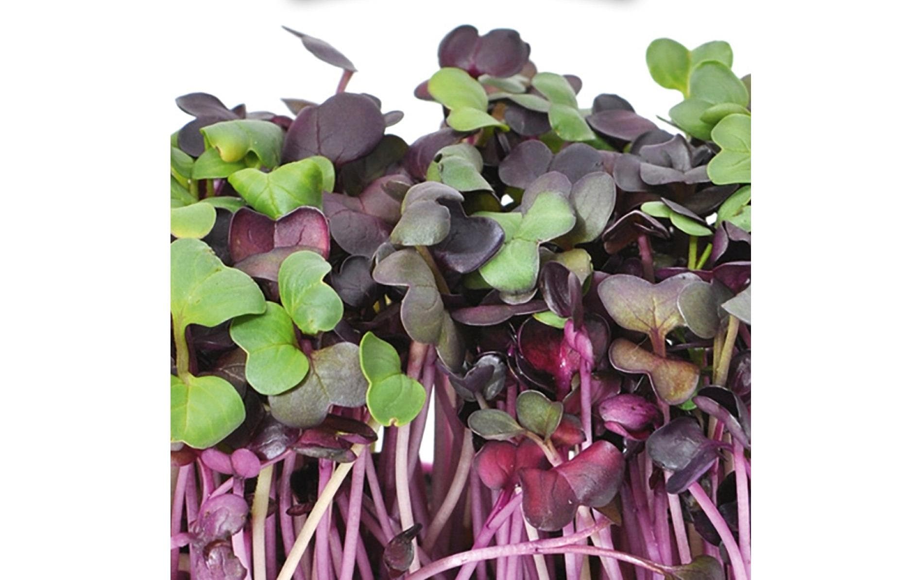 HARRY HERBS Microgreens Nachfüllset