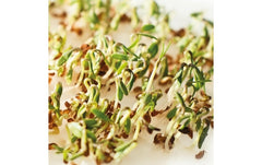 HARRY HERBS Microgreens Nachfüllset