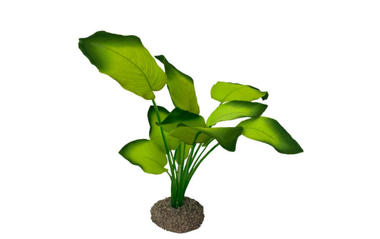 AquaDella Anubias 3