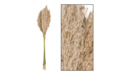 CHALET | Trockenblumen Schilfrohrfeder,10 St. | Natur, 75 cm