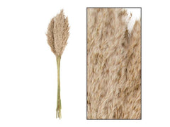 CHALET | Trockenblumen Schilfrohrfeder,10 St. | Natur, 75 cm