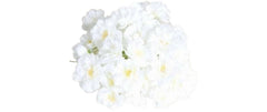 Dekomat Kirschblüten Weiss