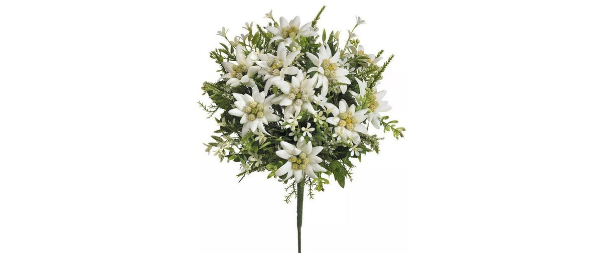 Botanic-Haus Edelweiss-Strauss