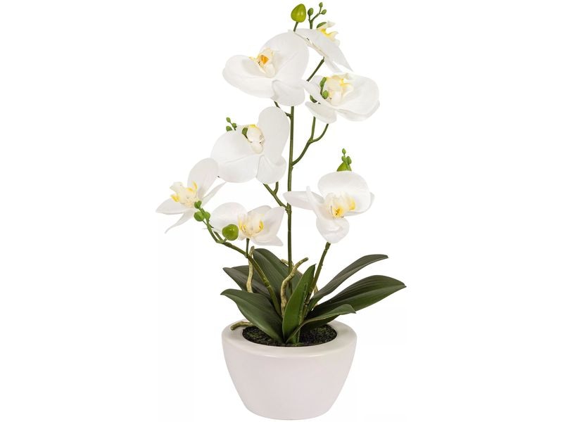 Botanic-Haus | Phaleanopsis Weiss im Topf | 67x55cm(HxB),Kunstst.,Spinnst.,Keramik