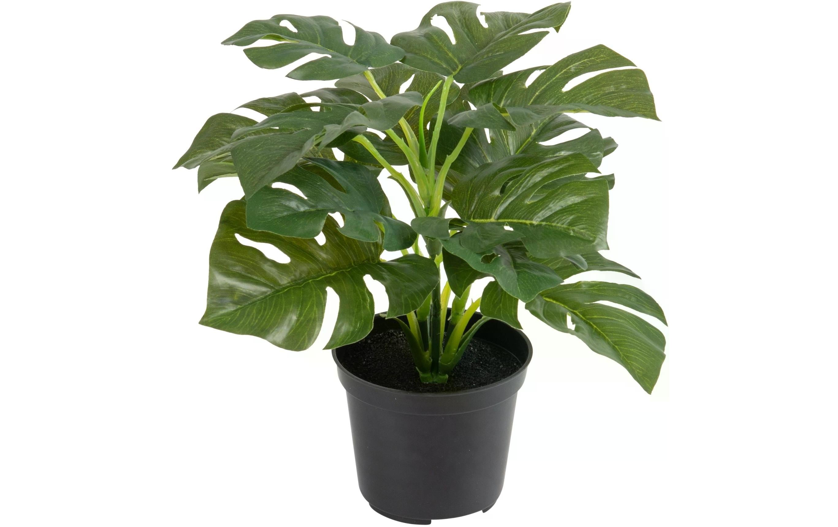 Botanic-Haus Philodendron im Topf