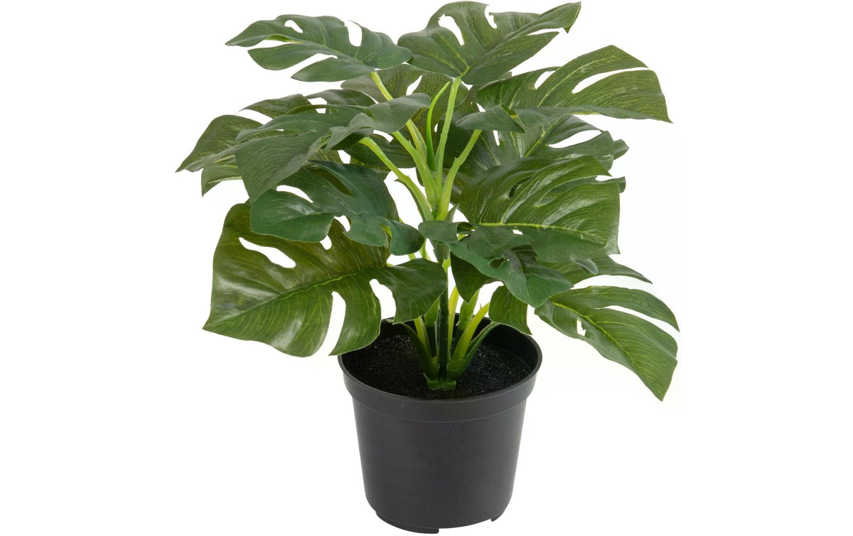 Botanic-Haus Philodendron im Topf