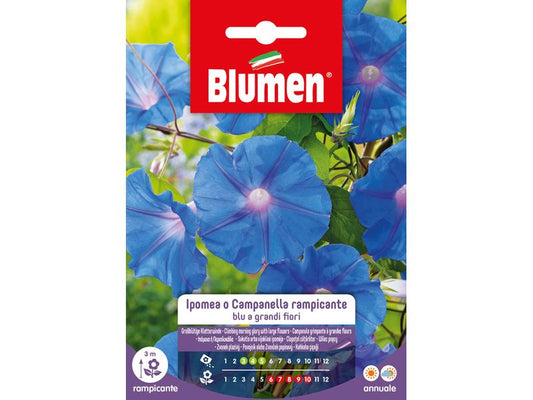 Blumen | SAMEN MAUSER Grossblütige Kletterwinde