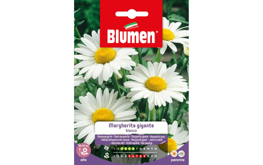 SAMEN MAUSER Riesenmargerite