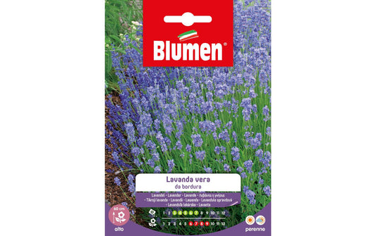 Blumen | SAMEN MAUSER Lavendel