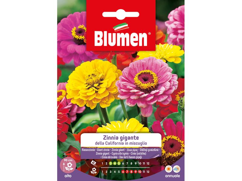 Blumen | SAMEN MAUSER Riesenzinnie California Mix