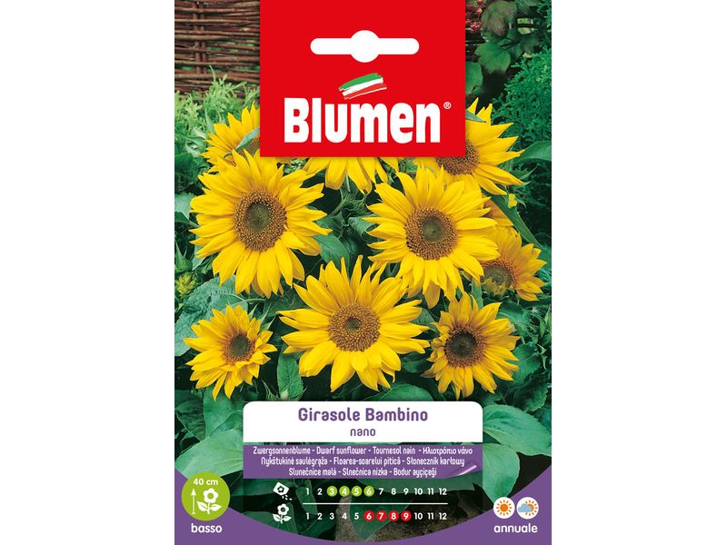 Blumen | SAMEN MAUSER Sonnenblume Bambino