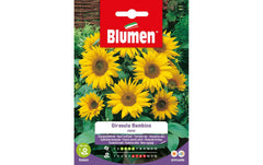 Blumen | SAMEN MAUSER Sonnenblume Bambino