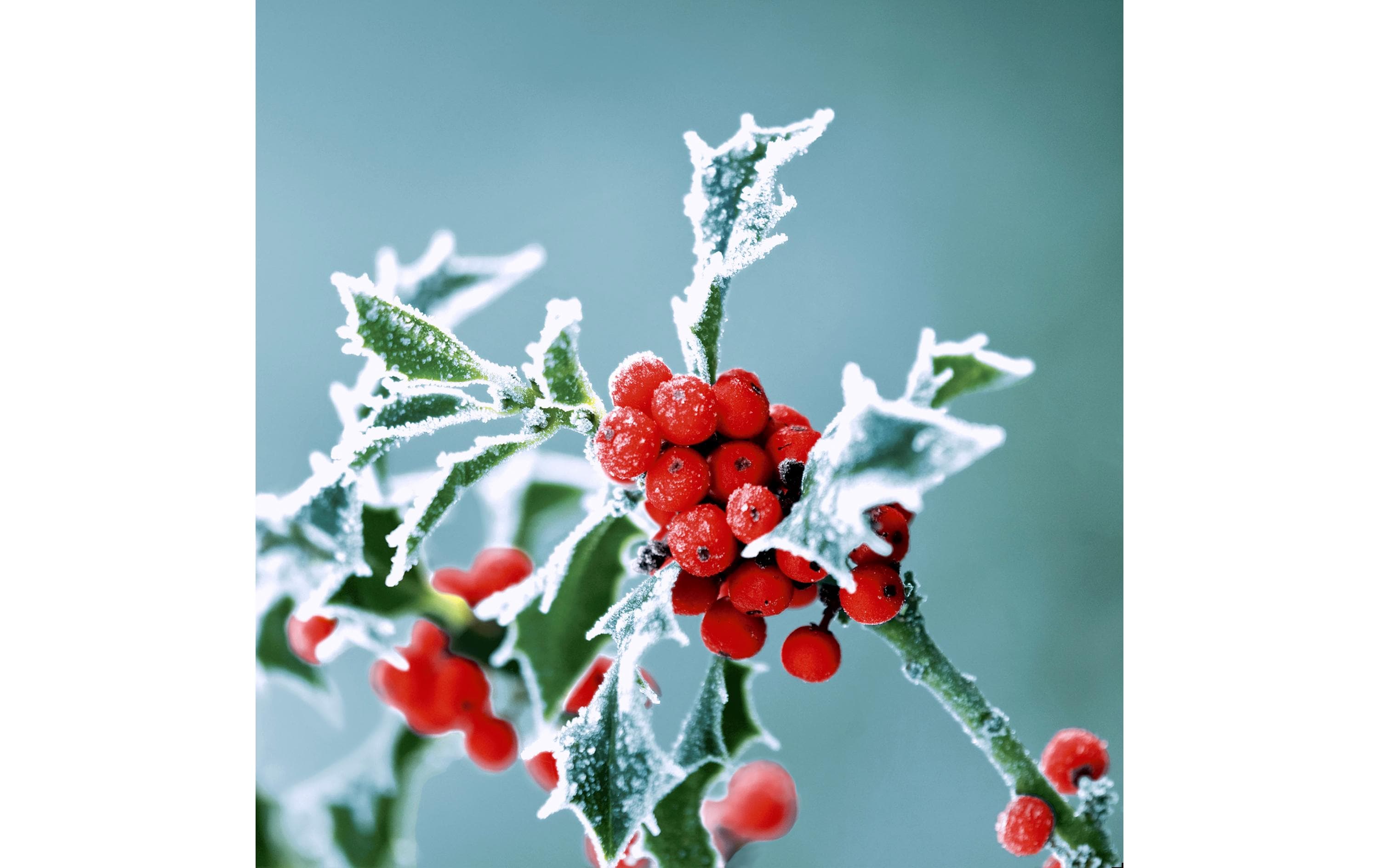 Paper + Design Servietten Frosty holly