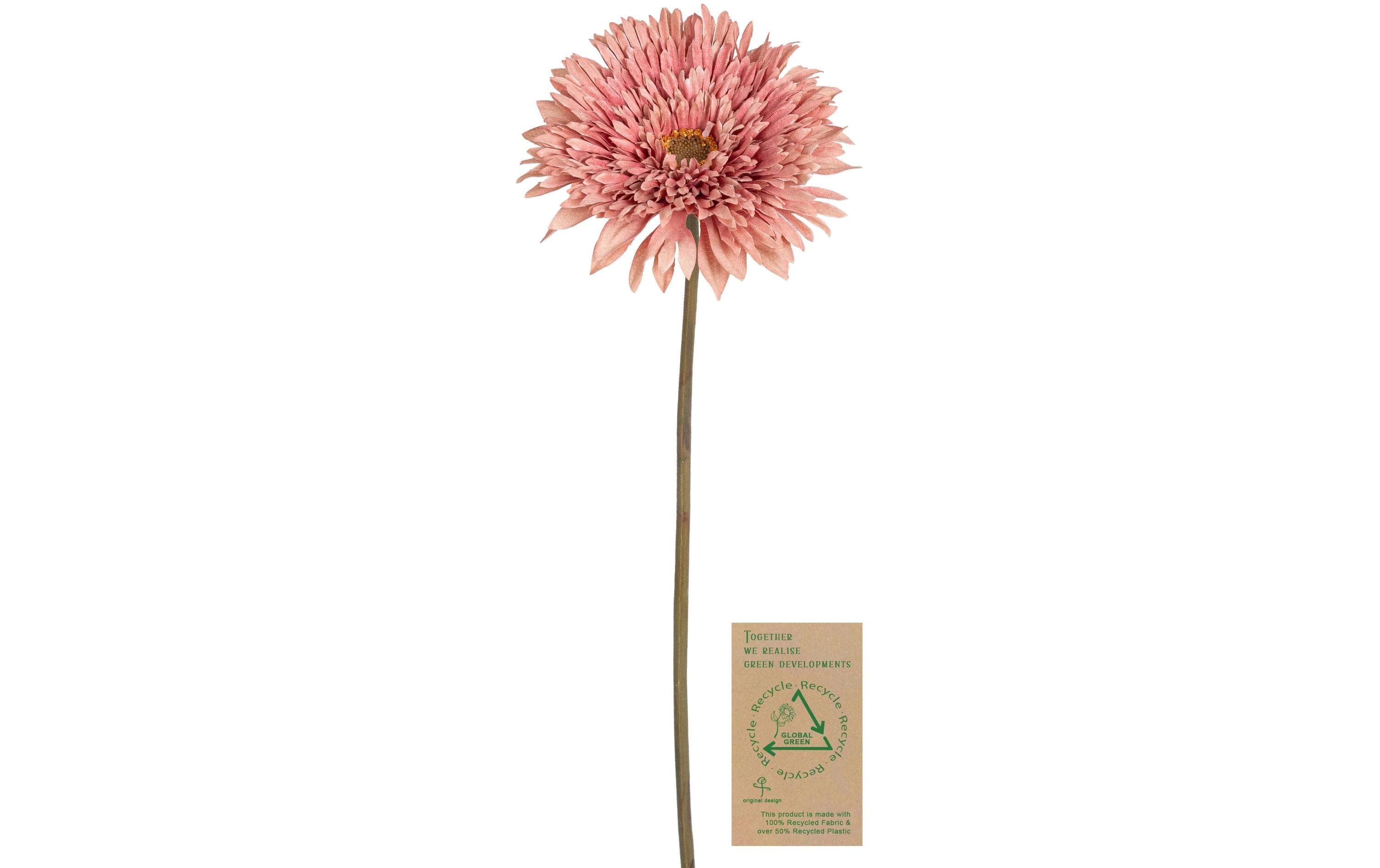 Botanic-Haus Gerbera, Altrosa