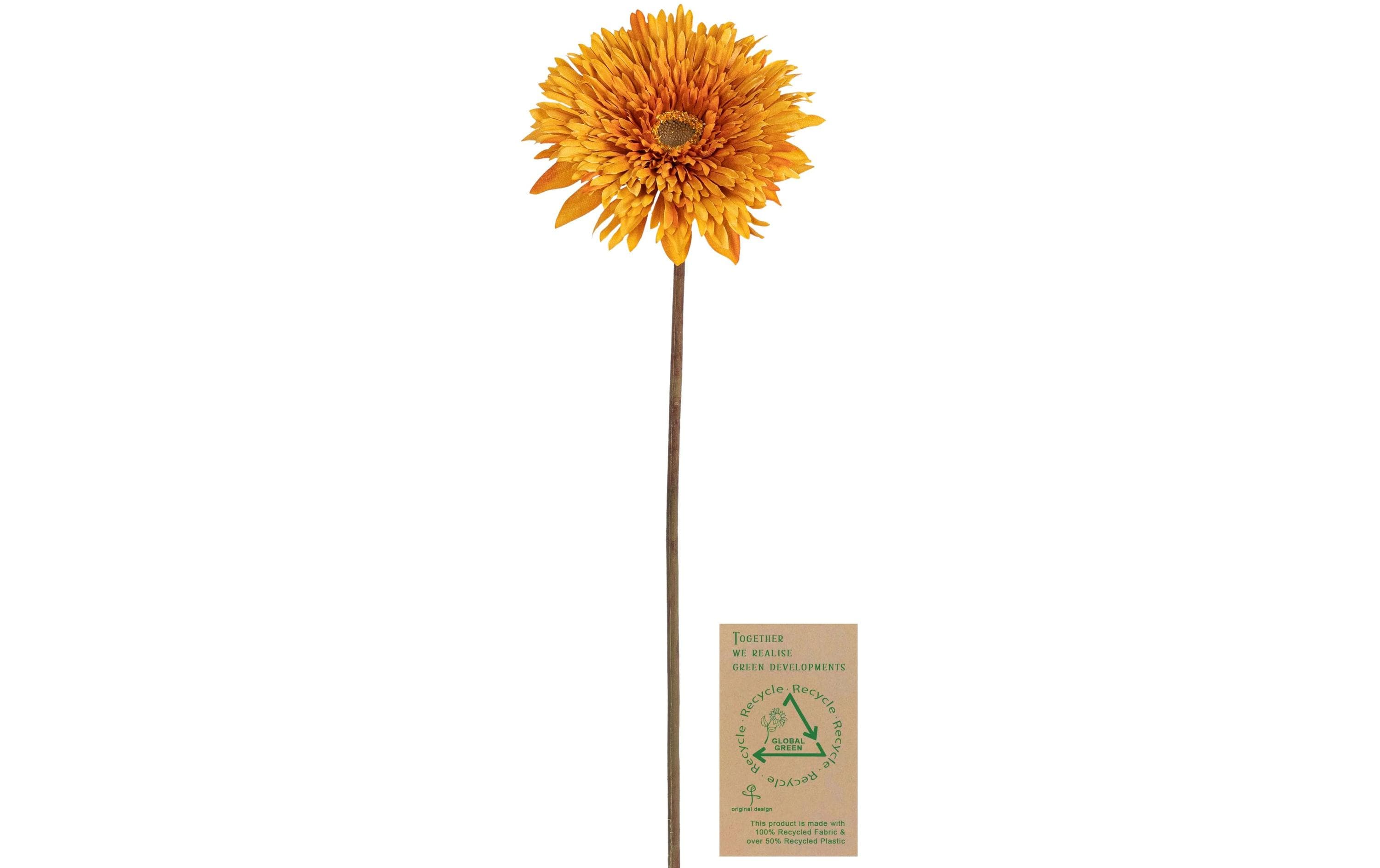 Botanic-Haus Gerbera, Orange-Gelb