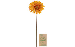 Botanic-Haus Gerbera, Orange-Gelb