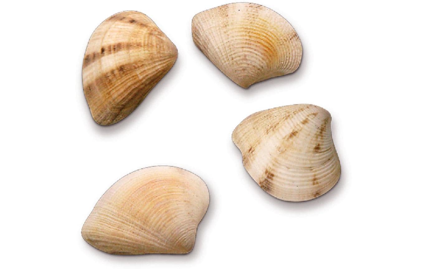 Hobbyfun Streuteile Muscheln