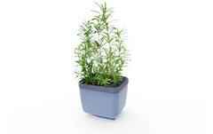 HERBS BUDDY
