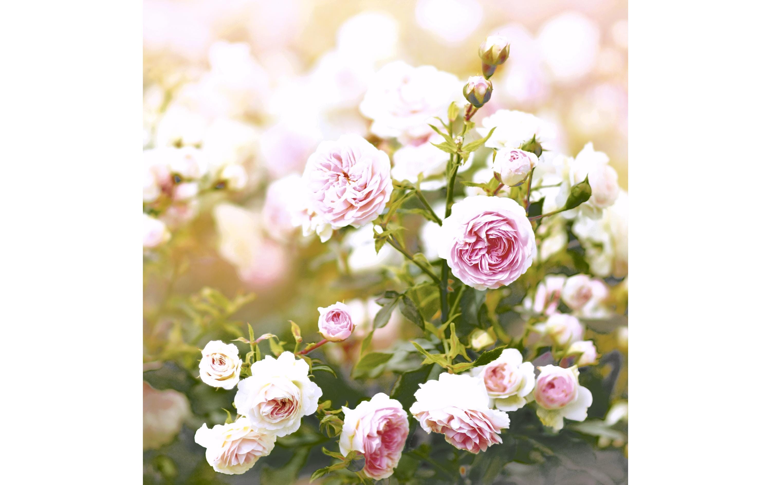Paper + Design Servietten Rose Dream