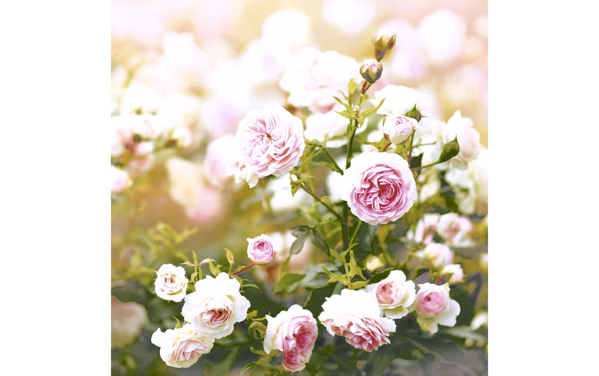 Paper + Design Servietten Rose Dream