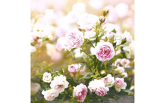 Paper + Design Servietten Rose Dream