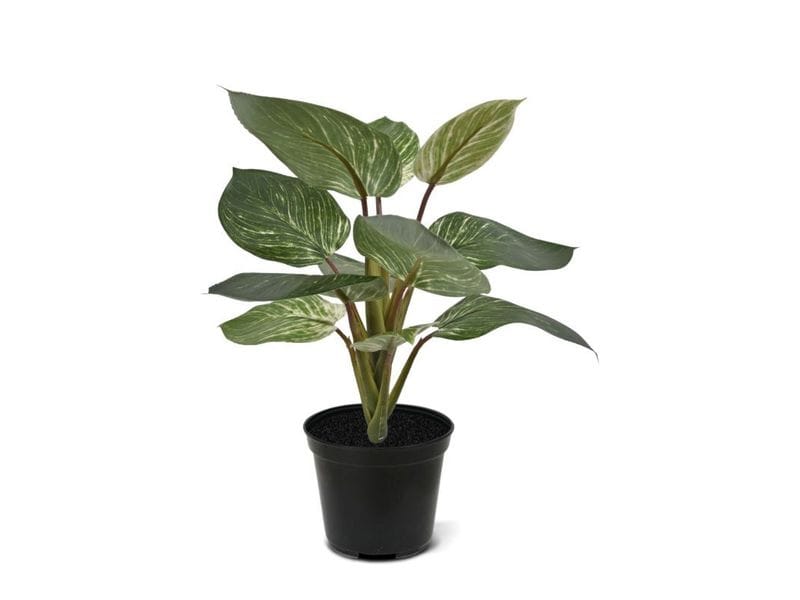 Botanic-Haus | Philodendron Birkin | ohne Topf