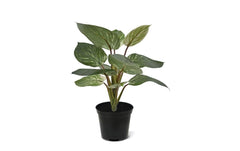 Botanic-Haus | Philodendron Birkin | ohne Topf