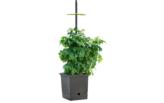 Romberg | Tomatentopf mit Selbstbewässerung | mit flexiber Rankhilfe